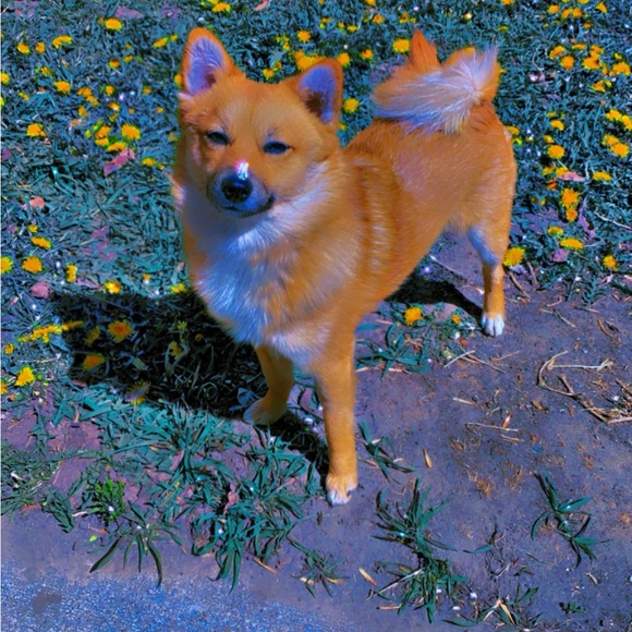 Meet your Posher, Alissa - Picture 12 of 16